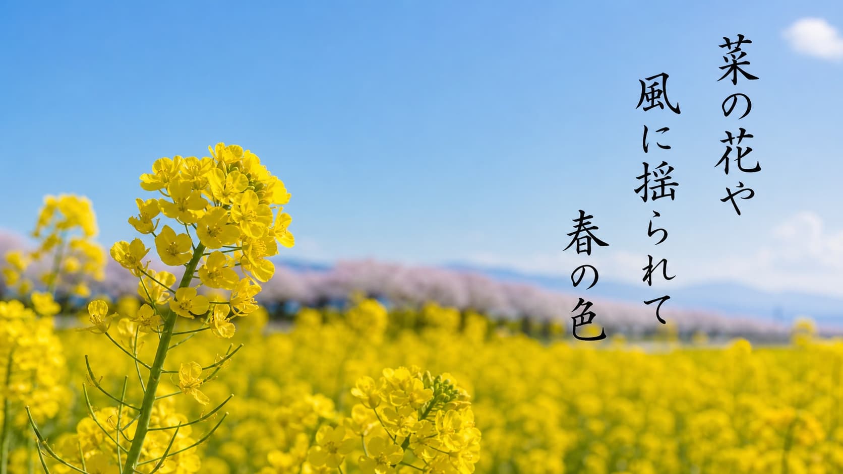 NHK俳句SNSでの楽しみ方：菜の花畑の風景写真と俳句を組み合わせたフォト575の画像。日常の風景を句にする投稿見本。