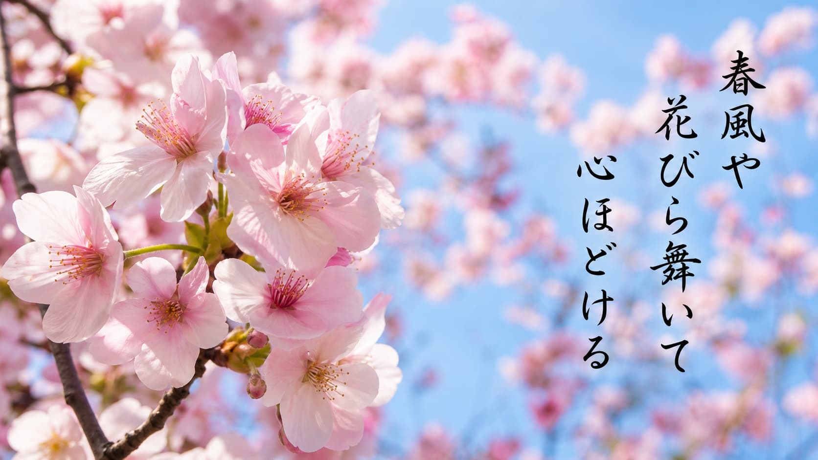 NHK俳句のSNS活用例：桜の写真に縦書きの俳句を添えたフォト575の投稿イメージ。春風を感じる美しい作品例。