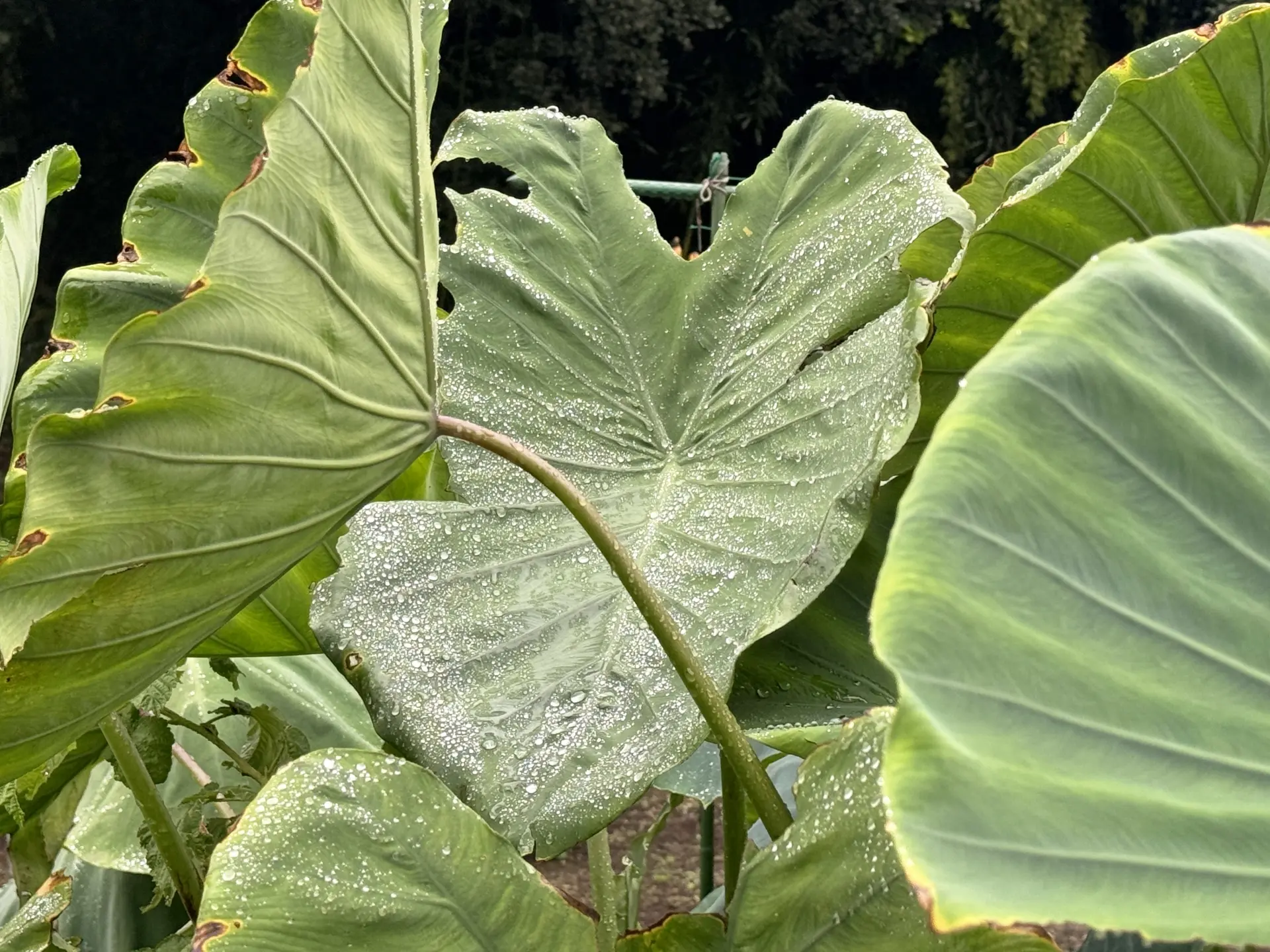 朝露のような水滴がついた里芋の大きな葉