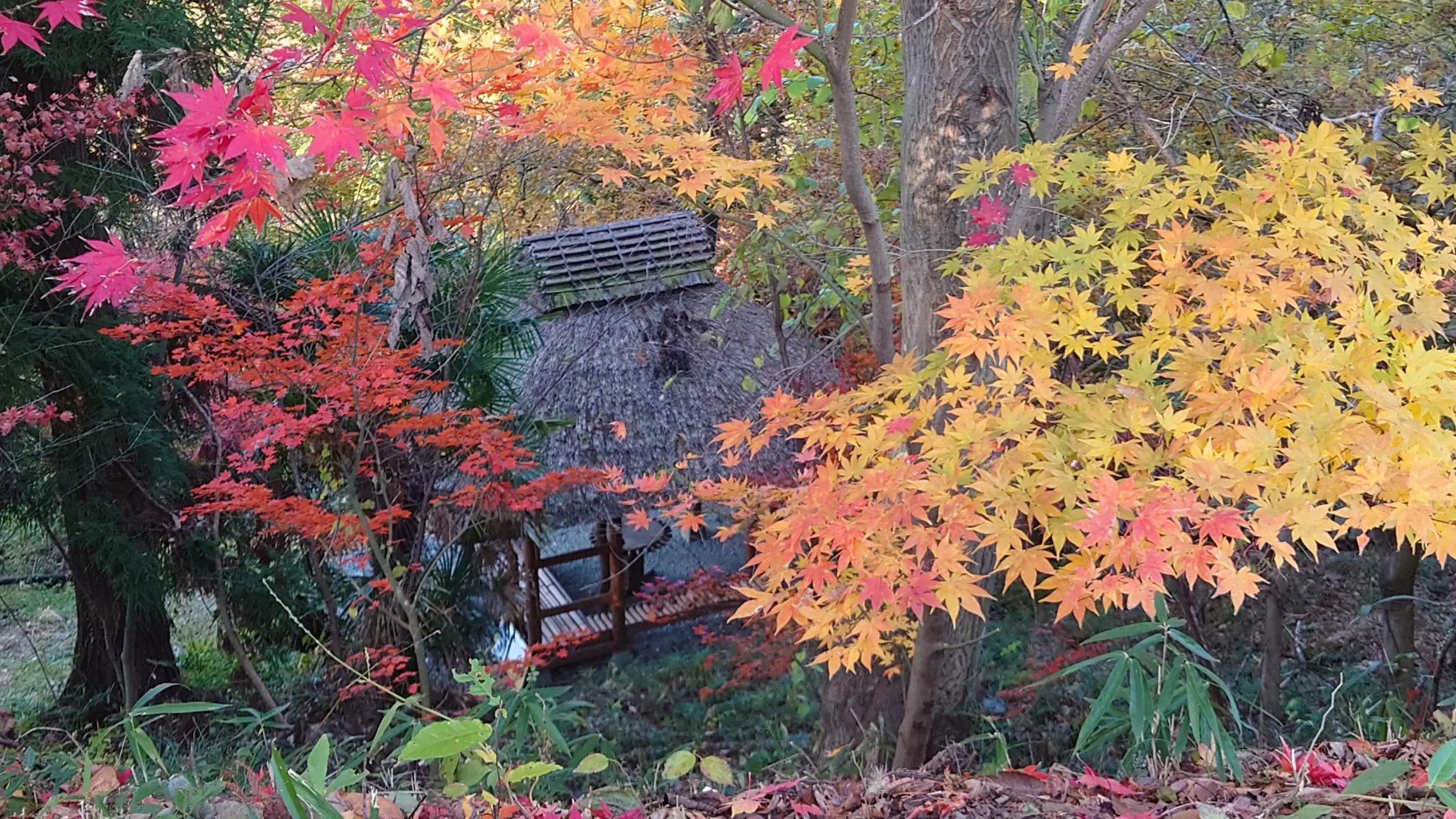 紅葉に囲まれた山廬の後山と茅葺きの建物