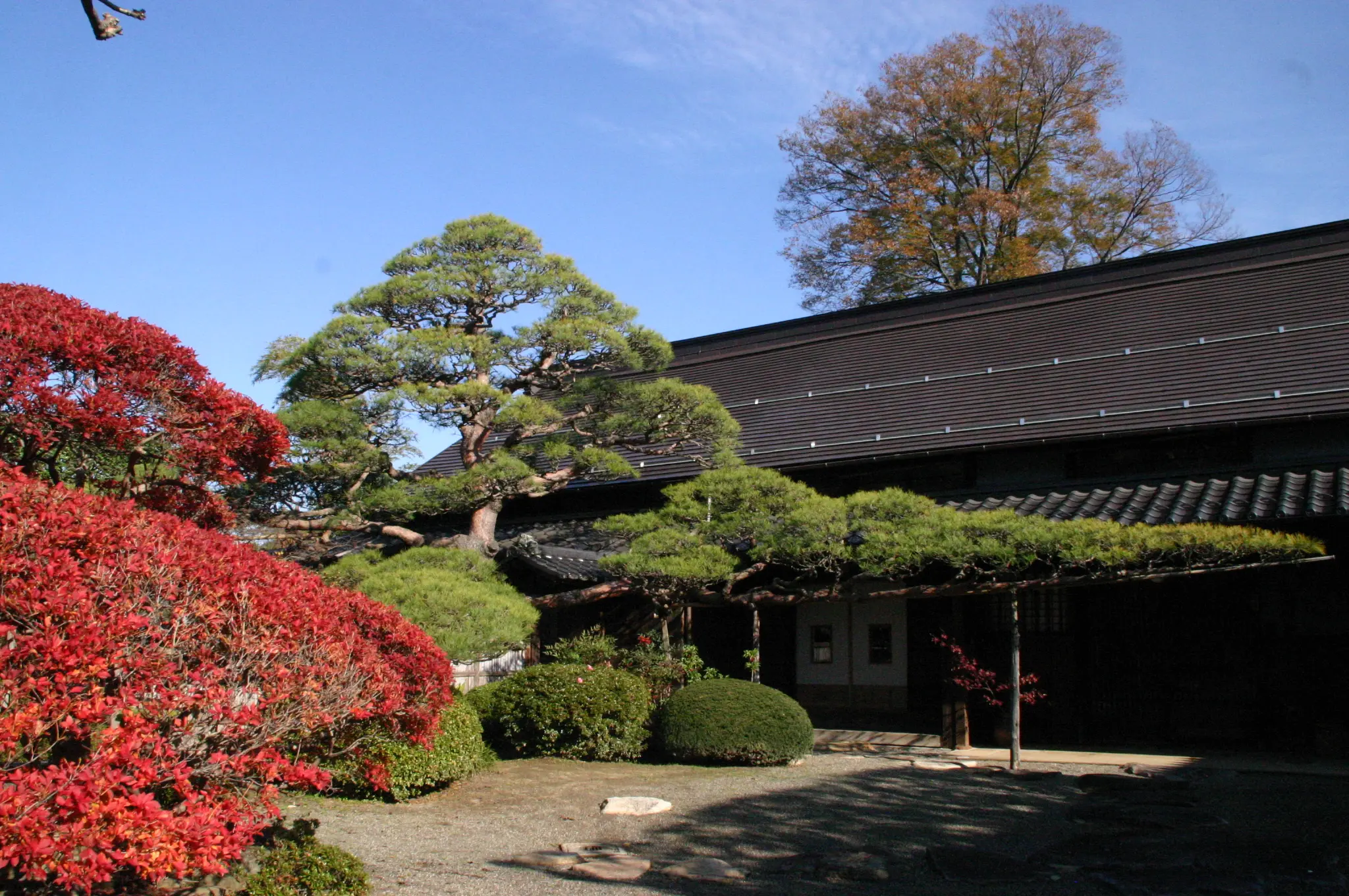 飯田蛇笏・龍太が暮らした山廬の主屋と庭の赤松
