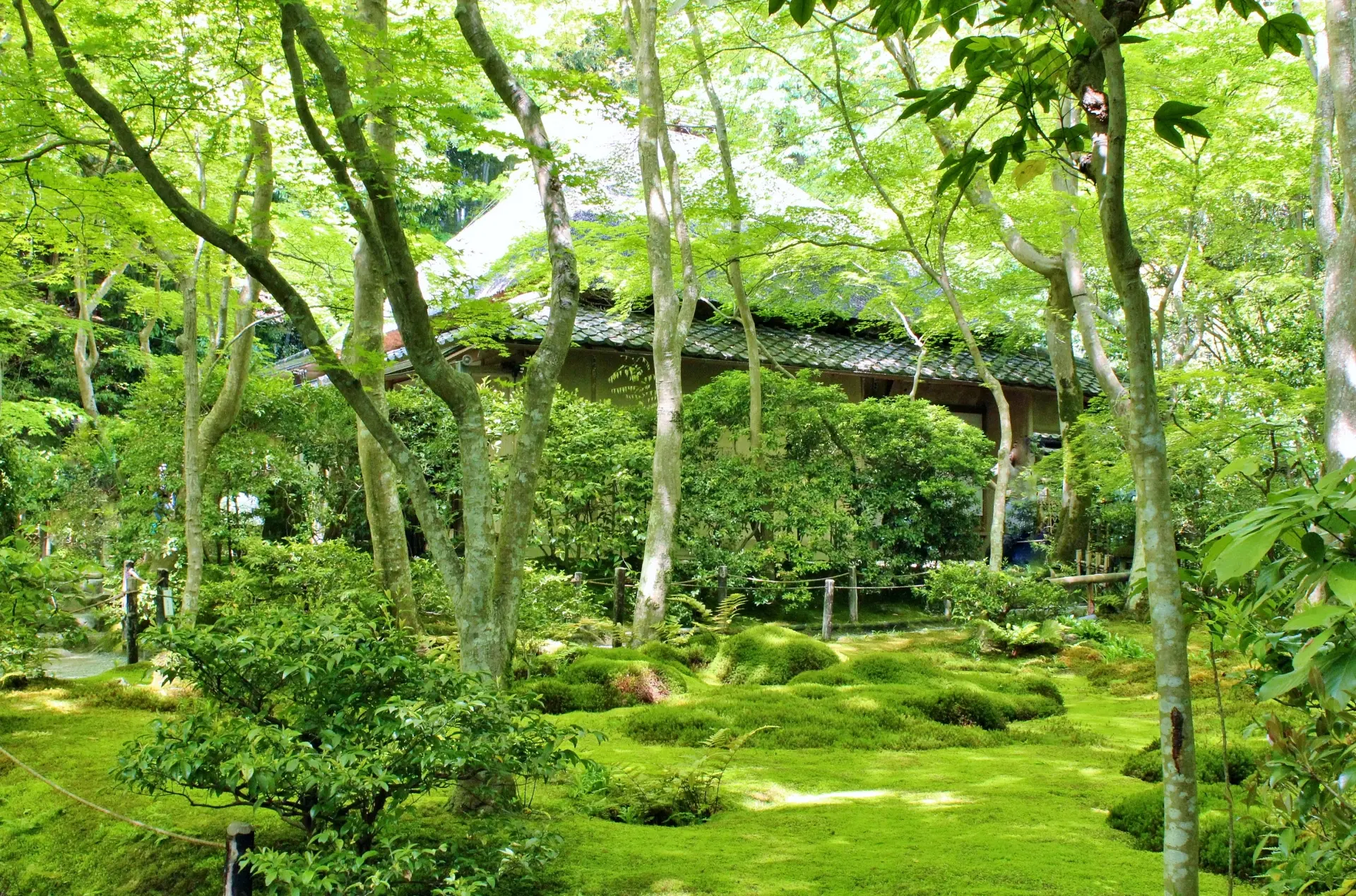 京都・嵯峨野の祇王寺に広がる青もみじと苔の庭