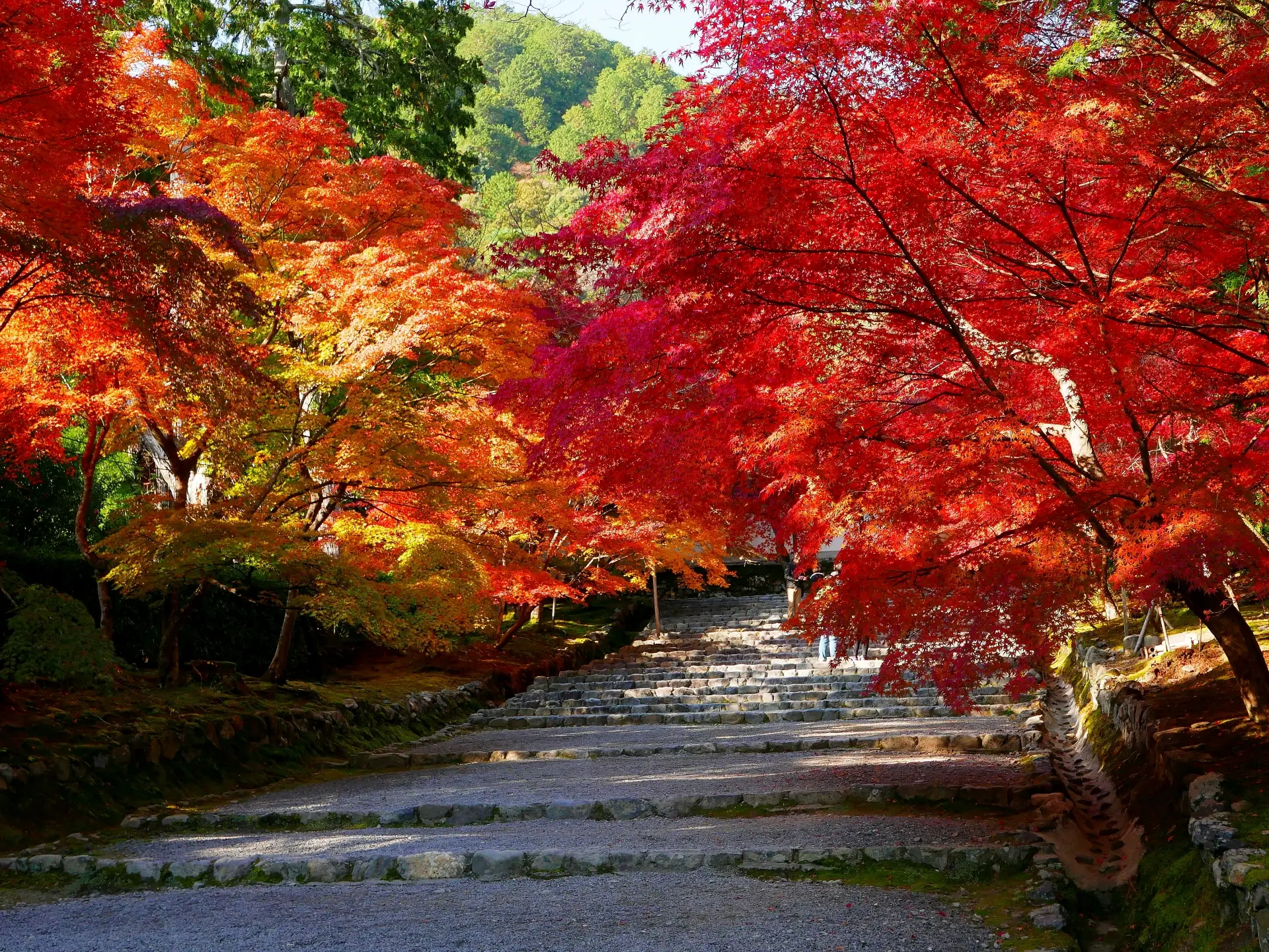 京都・嵯峨野の二尊院で紅葉に包まれた参道