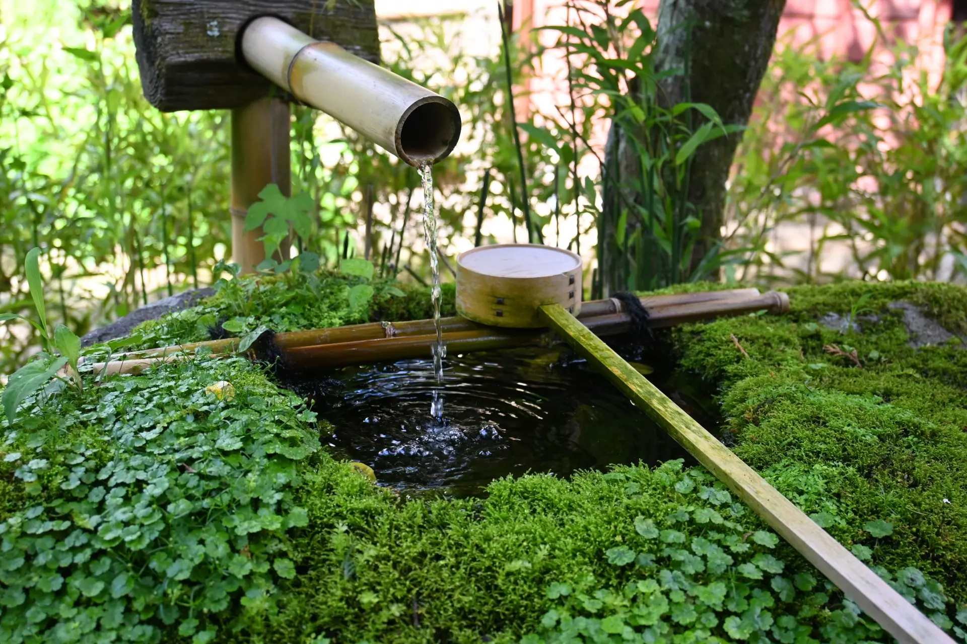 苔に囲まれた京都・一乗寺の詩仙堂の蹲と竹筒から流れる水
